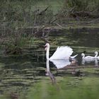 Urdenbacher Kämpe, Schwan-Familie