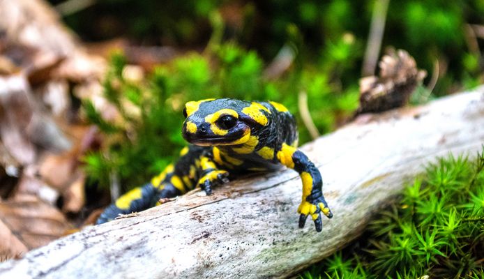 Ureinwohner des Mittelgebirges