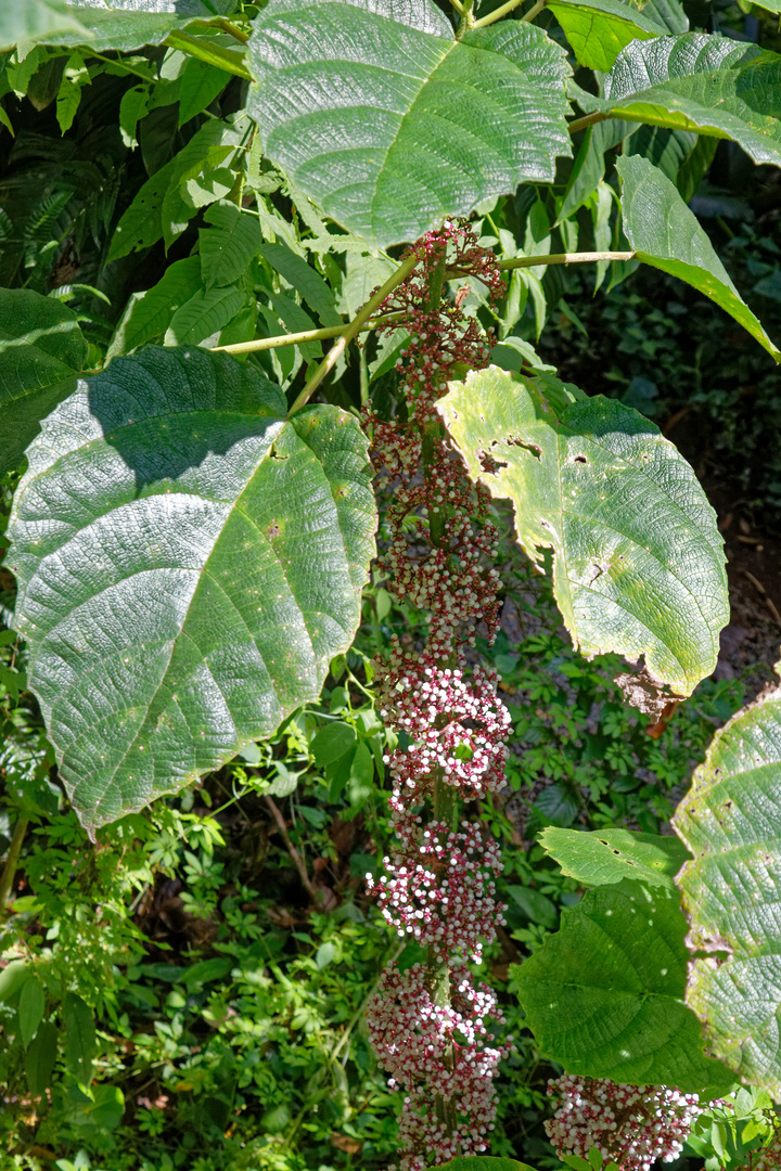 Urera baccifera Foto & Bild north america, central america, costa