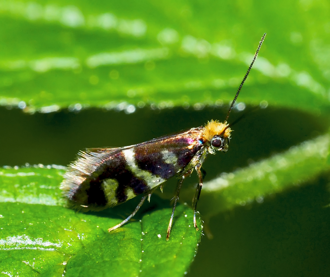 Urfalter (Micropterix schaefferi), etwa 3-4 mm lang!