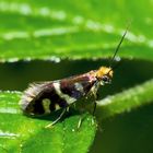 Urfalter (Micropterix schaefferi), etwa 3-4 mm lang!