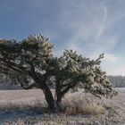 Urgewächs auf freiem Feld