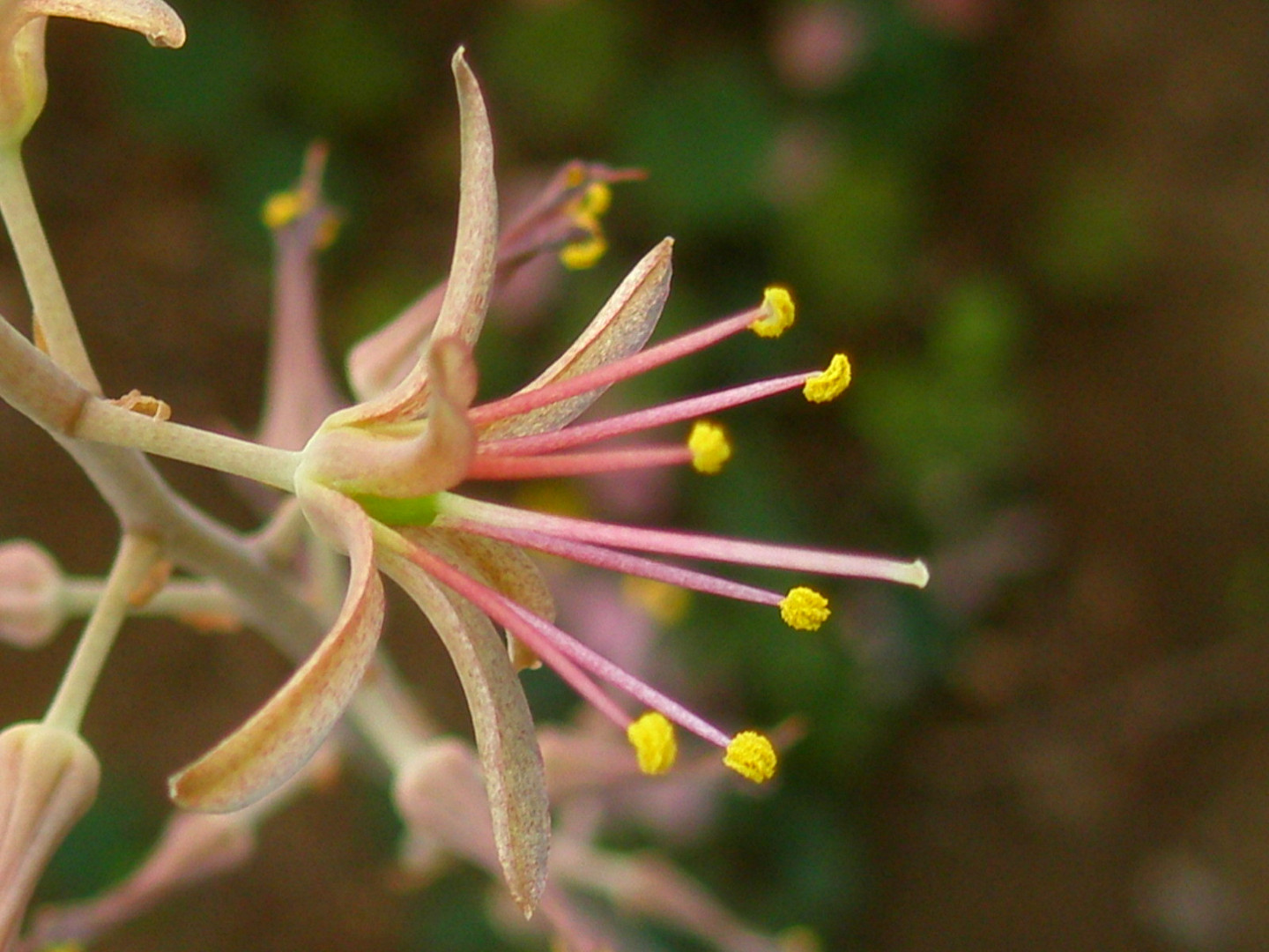 Urginea undulata