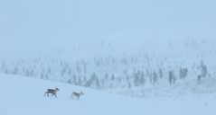 Urho Kekkonen NP