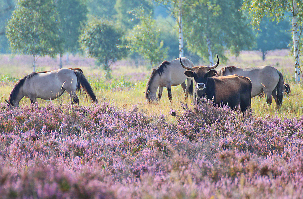 URIGE RINDER UND TARPAN-NACHFAHREN WILDLEBEND IN DER HEIDE