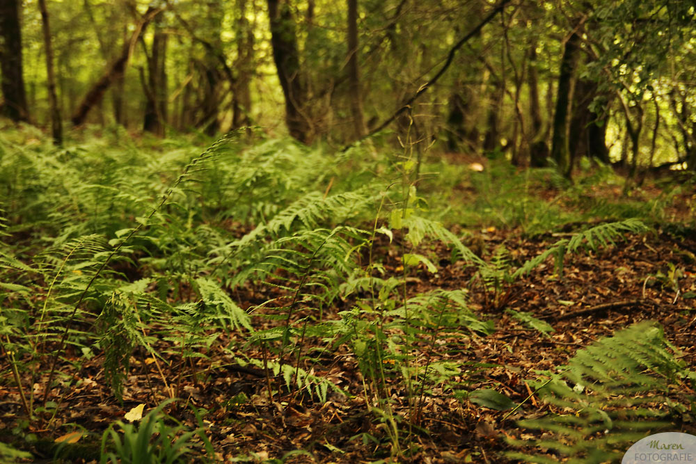 uriger Nationalpark