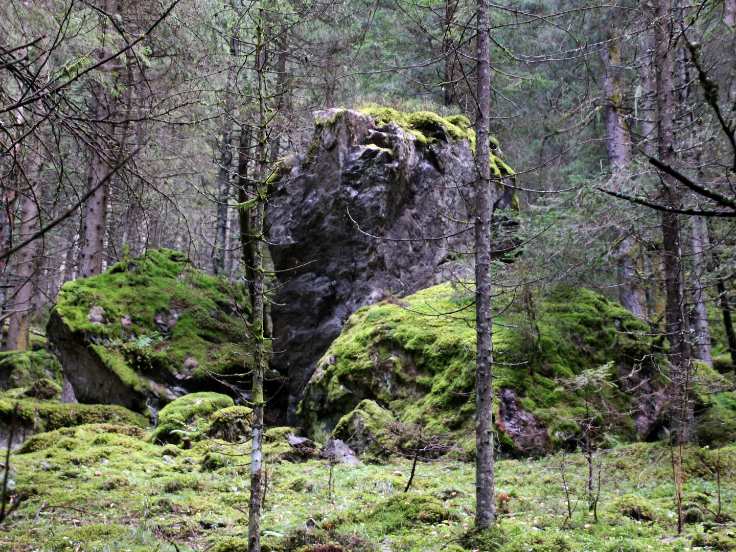 Uriger Urwald ...2 Foto & Bild | wald, steiermark ...
