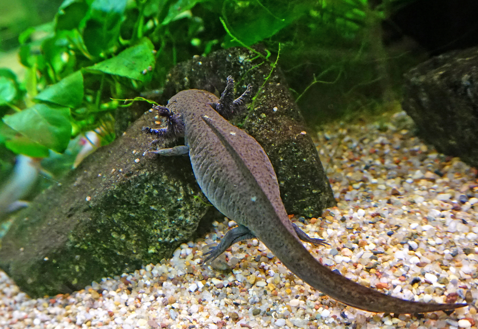 UrigerAxolotl aus dem Zoo Rostock