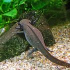 UrigerAxolotl aus dem Zoo Rostock