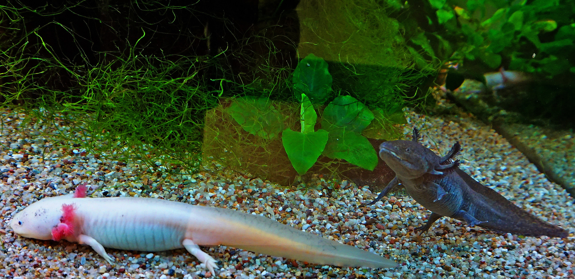 Uriges aus dem Zoo zwei Axolotl