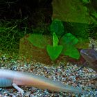 Uriges aus dem Zoo zwei Axolotl