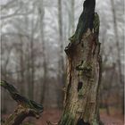 Uriges Zwiegespräch im Urwald