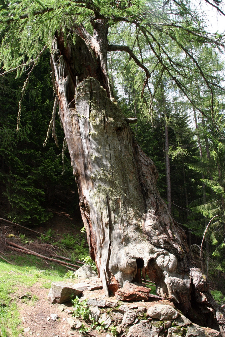 Urlärchen bei St Gertraud im Ultental/Südtirol