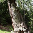 Urlärchen bei St Gertraud im Ultental/Südtirol