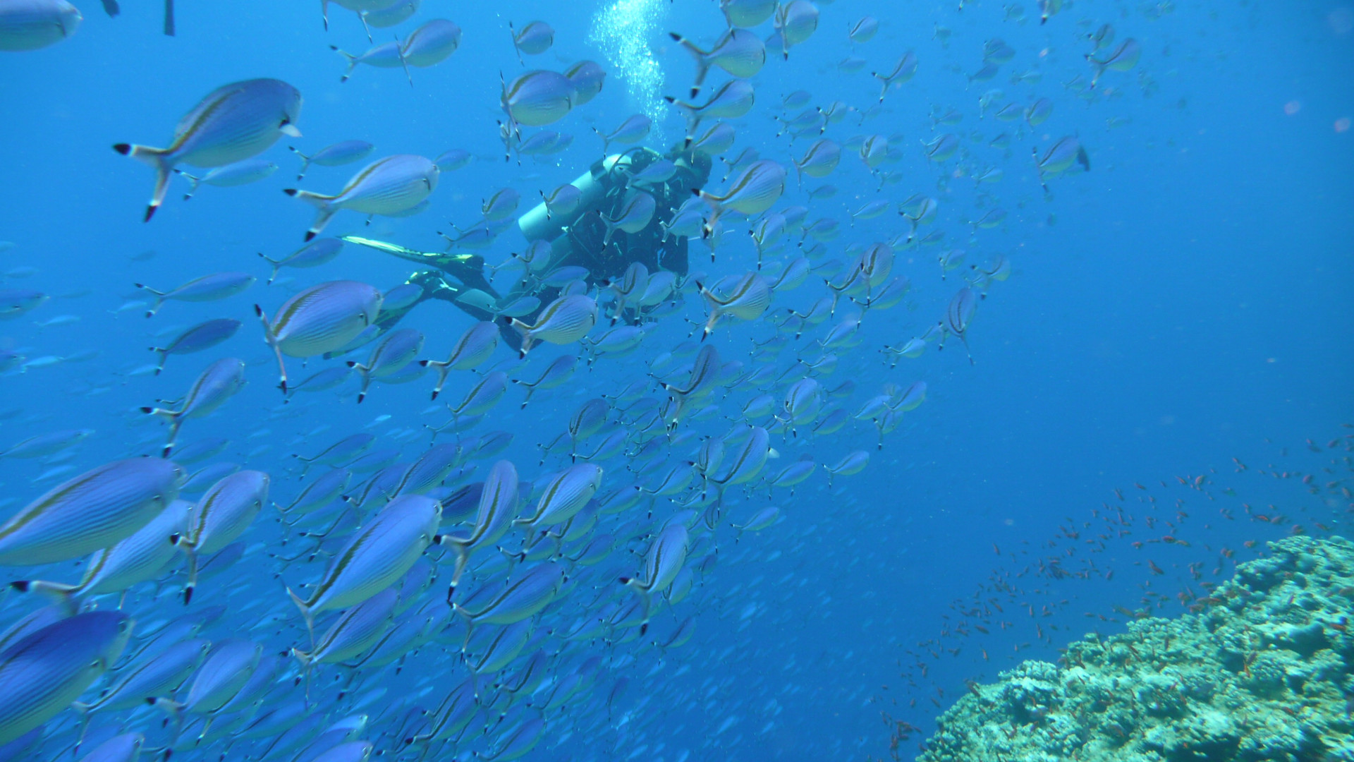 Urlaub 2014, Marsa Alam, Ägypten, Elphinstone Reef