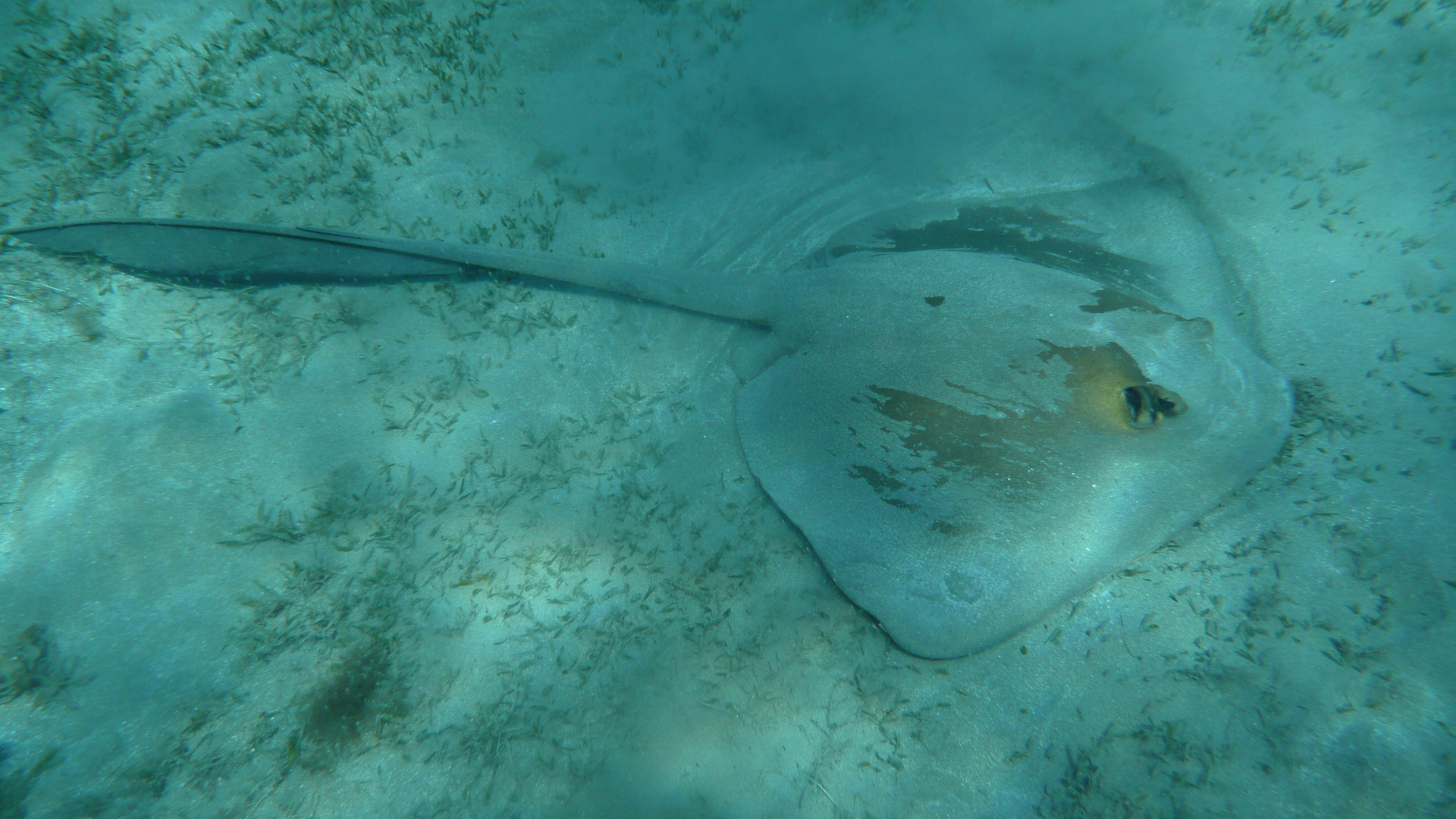 Urlaub 2014, Marsa Alam, Ägypten, Federschwanzrochen