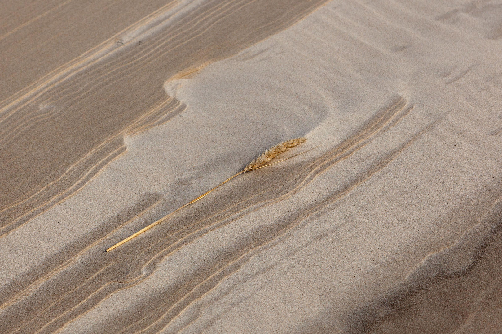 Urlaub Amrum Getreidehalm im Sand_MG_9421
