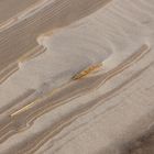 Urlaub Amrum Getreidehalm im Sand_MG_9421