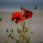 Urlaub auf Amrum