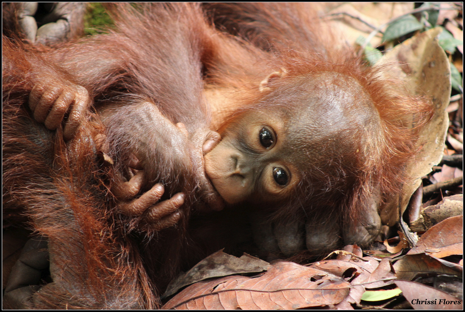 Urlaub auf Borneo