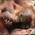 Urlaub auf Borneo