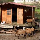 Urlaub auf dem Bauernhof - Ferienwohnung gemietet