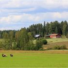 Urlaub auf dem Feld