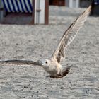 Urlaub auf Norderney 