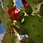 Urlaub auf Rab 2016 - Rote Kaktusblüte an der Strandpromenade