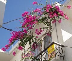 Urlaub auf Rhodos/GR IV