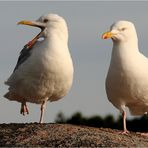 Urlaub Bretagne 2008 (015)