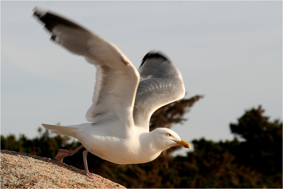 Urlaub Bretagne 2008 (016)