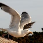 Urlaub Bretagne 2008 (016)