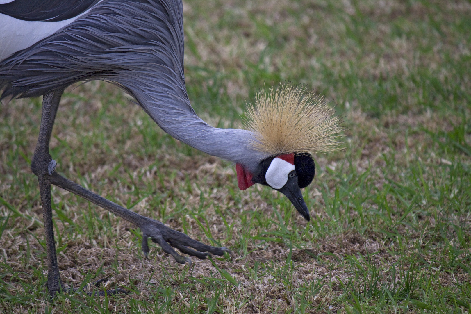 Urlaub Fuerteventura Januar 2010. Auch ein Blindes Huhn....oder wie sagt man ?