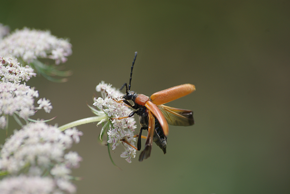 Urlaub im Garten **