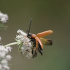 Urlaub im Garten **