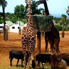 Urlaub im Tierpark :)