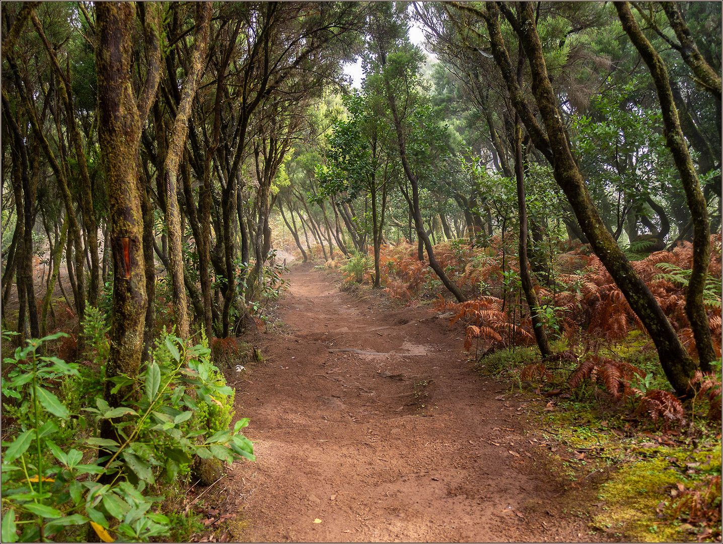 Urlaub im Urwald