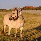 Urlaub in Dänemark