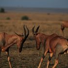 Urlaub in der Masai Mara