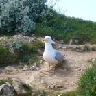 Urlaub in Normandie  Frankreich Eine Sehr Schöne Möve