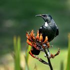 Urlaub mit dem Tui