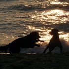 Urlaub mit (Hunde)-Freunden