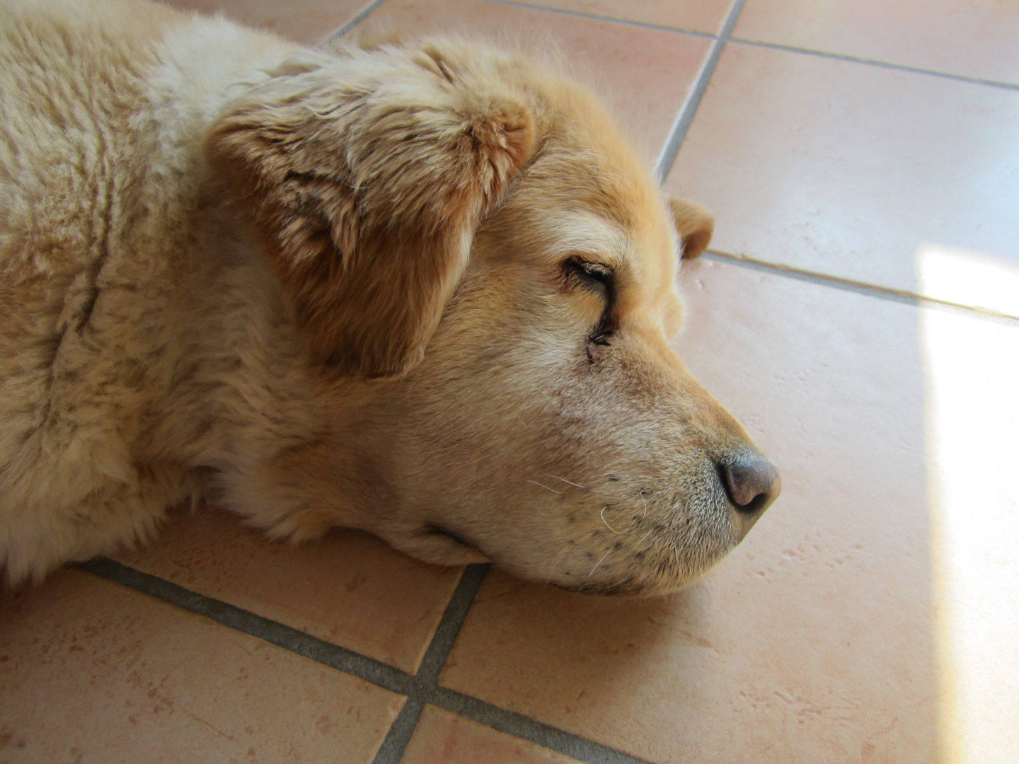 Urlaub mit Schrecken- Kessy wurde von einer Kreuzotter gebissen