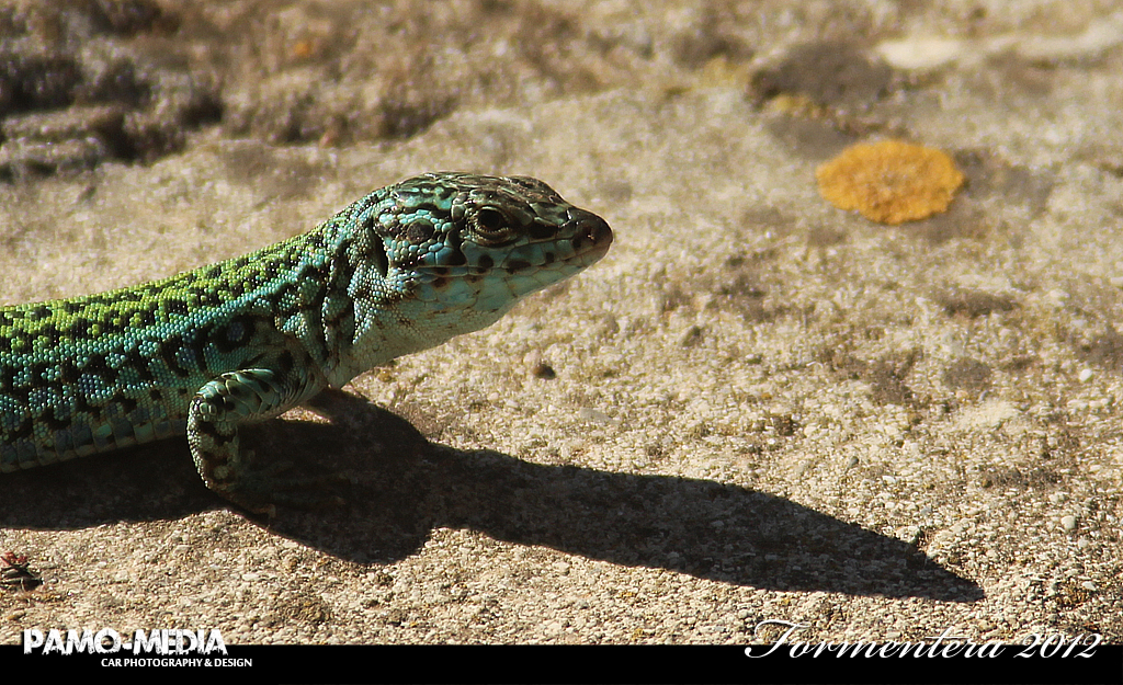 Urlaub Spanien Formentera Sep 2012