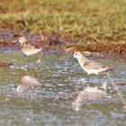 ...."Urlauber" am Lake Bogoria....