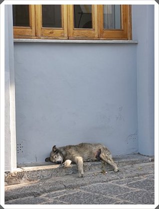 urlaubreife Insel-Hund