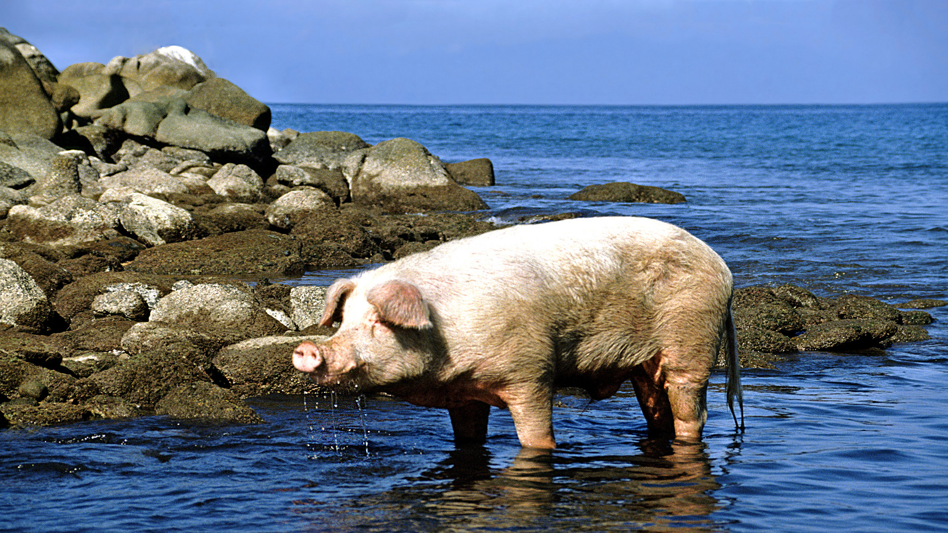 Urlaubs-Schwein