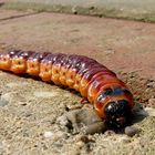 Urlaubsbesuch auf der Terrasse.