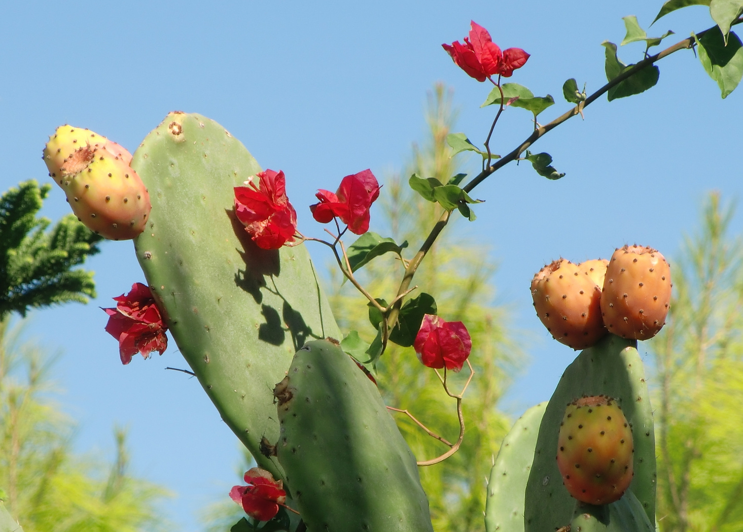 Urlaubserinnerung mit Kaktusfrüchten